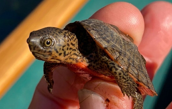 Louisiana Man Poached Over 1,800 Florida Turtles & Funneled Them to Taiwan Through an SF Middleman, Feds Say