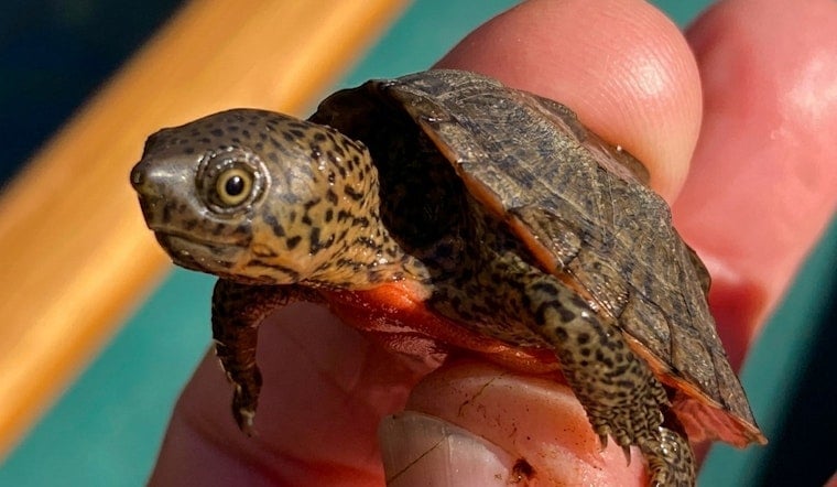 Louisiana Man Poached Over 1,800 Florida Turtles & Funneled Them to