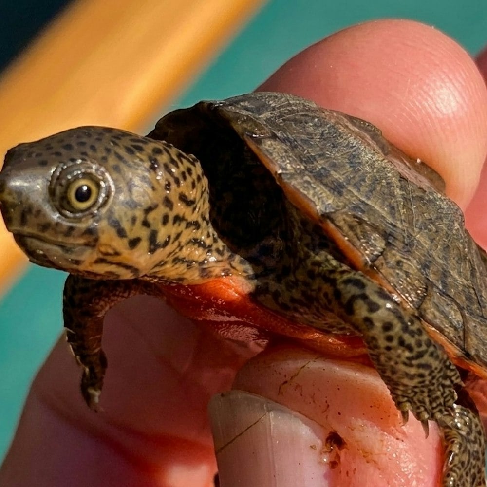 Louisiana Man Poached Over 1,800 Florida Turtles & Funneled Them to Taiwan Through an SF Middleman, Feds Say
