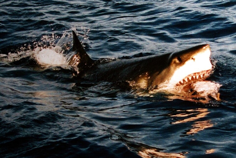 Malibu Shark Stunner: Great White Clamps Down On Local Filmmaker’s Camera