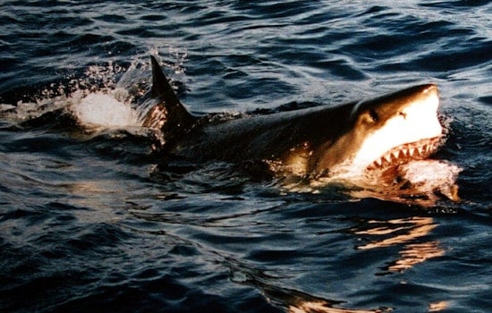 Malibu Shark Stunner: Great White Clamps Down On Local Filmmaker’s Camera