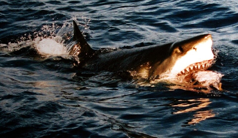 Malibu Shark Stunner: Great White Clamps Down On Local Filmmaker’s Camera