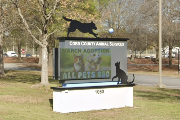 Marietta Shelter Virus Scare Sparks Daring Dash To Save 43 Kittens