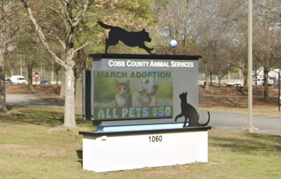 Marietta Shelter Virus Scare Sparks Daring Dash To Save 43 Kittens