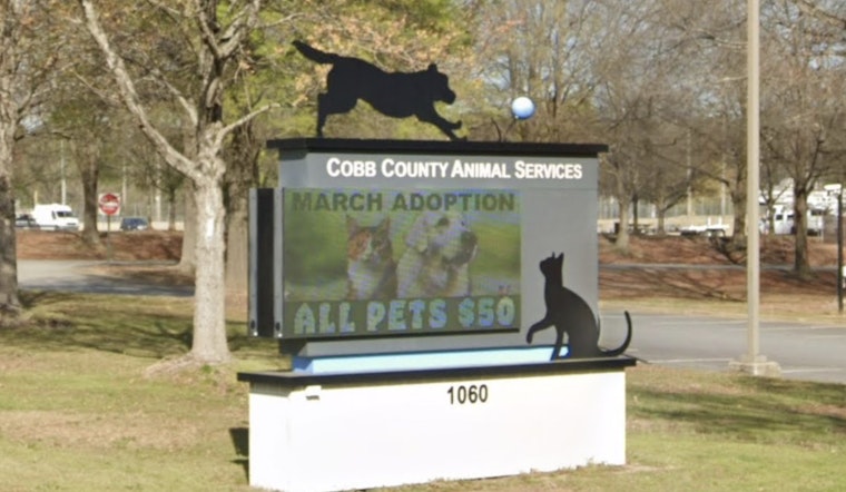 Marietta Shelter Virus Scare Sparks Daring Dash To Save 43 Kittens