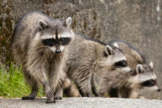 Masked Bandits Crash Class at Noyes Elementary in Northeast DC
