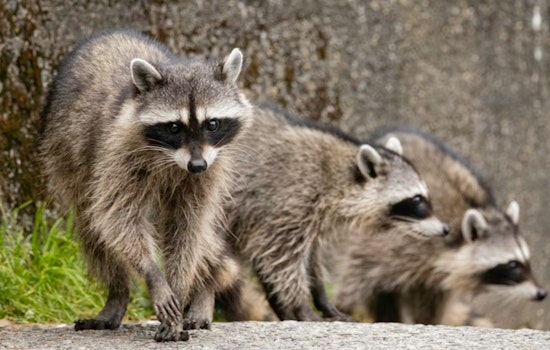 Masked Bandits Crash Class at Noyes Elementary in Northeast DC