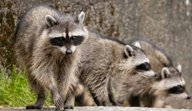 Masked Bandits Crash Class at Noyes Elementary in Northeast DC