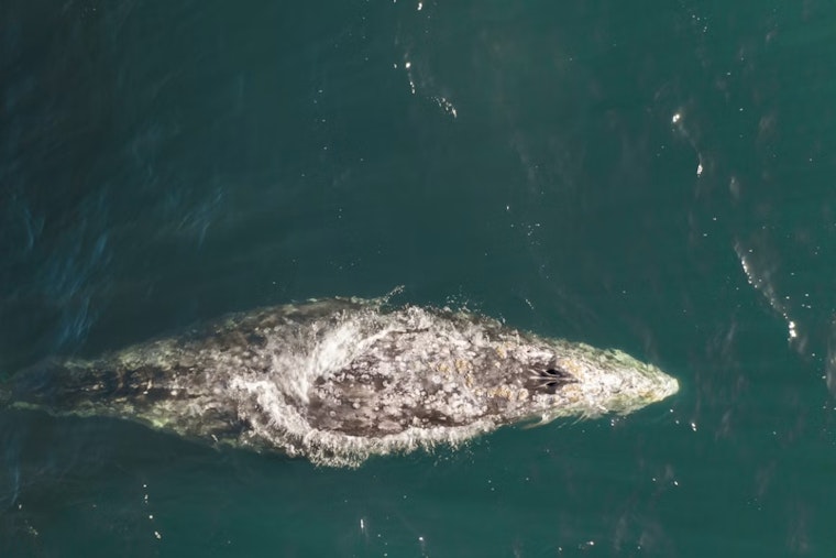 Massive Gray Whale Washes Up Near San Leandro Marina, Trail Shut Down
