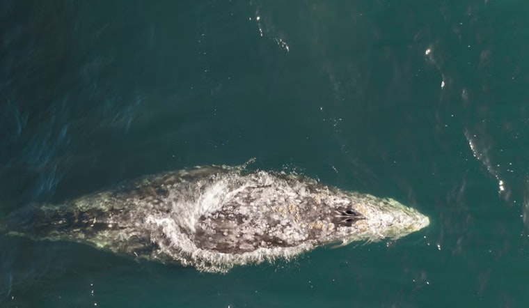 Massive Gray Whale Washes Up Near San Leandro Marina, Trail Shut Down