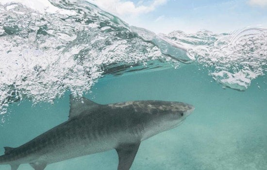 Maui Kayakers Trade Blows With Tiger Shark Off Olowalu