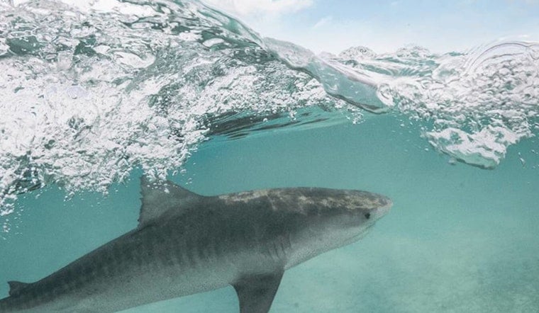 Maui Kayakers Trade Blows With Tiger Shark Off Olowalu