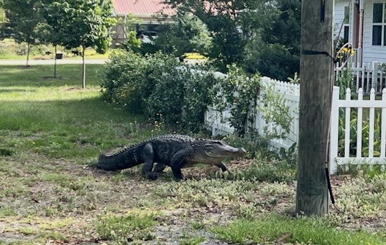 Memorial Day Gator Goes Door to Door in Southport Before Cops Haul It Away
