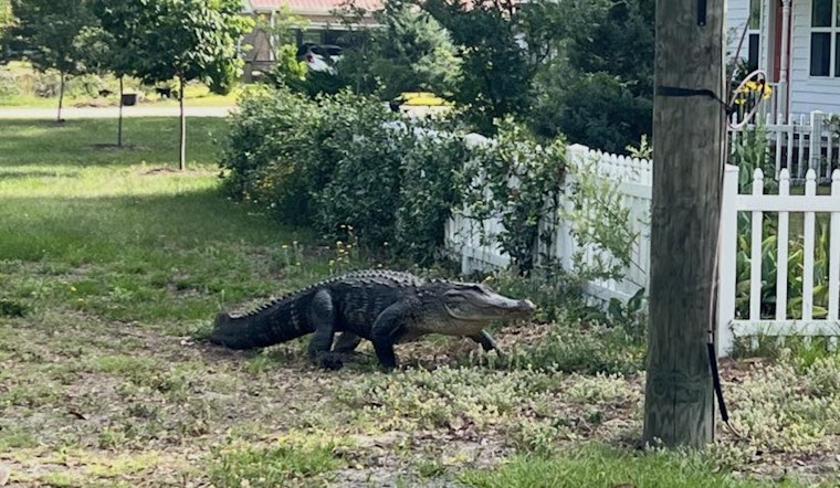 Memorial Day Gator Goes Door to Door in Southport Before Cops Haul It Away