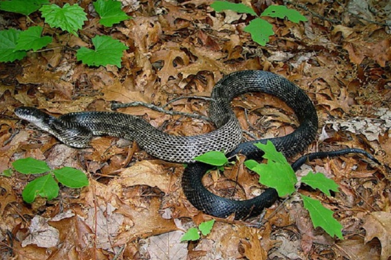 Memphis Area Sees 50% Spike In Home Snake Calls