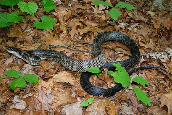 Memphis Area Sees 50% Spike In Home Snake Calls