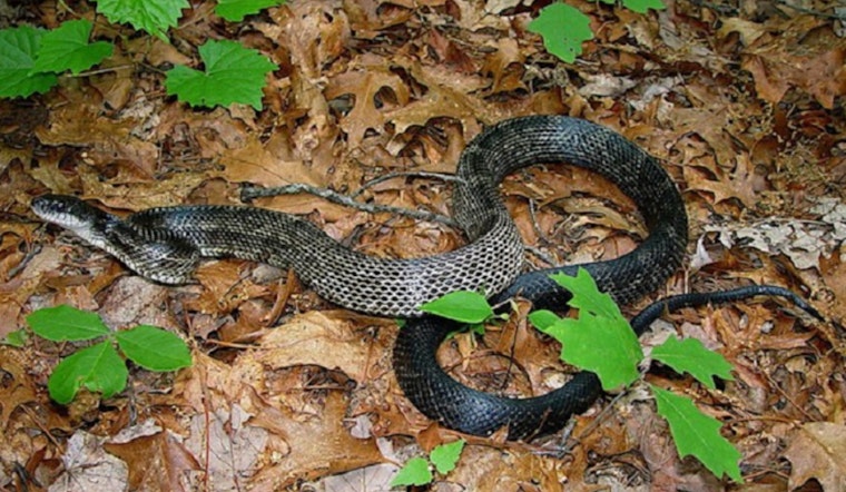 Memphis Area Sees 50% Spike In Home Snake Calls