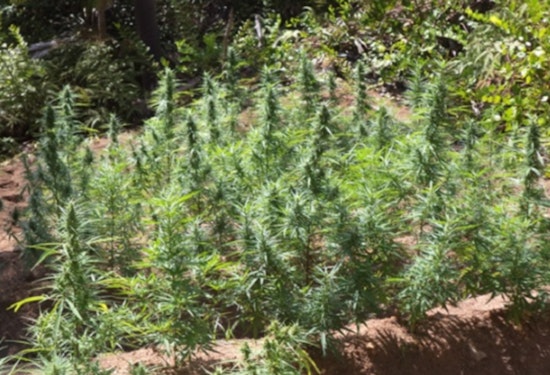Minnesota Student Survey Finds Teen Cannabis Use Dropped
