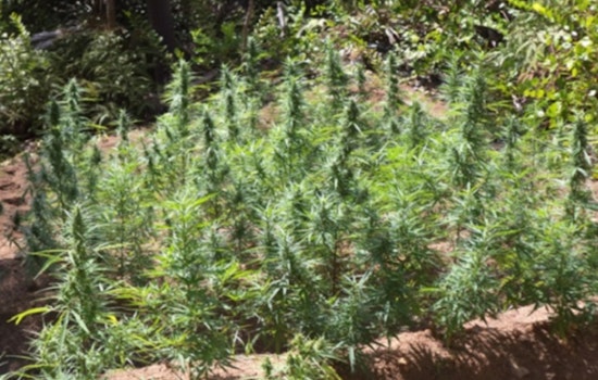 Minnesota Student Survey Finds Teen Cannabis Use Dropped