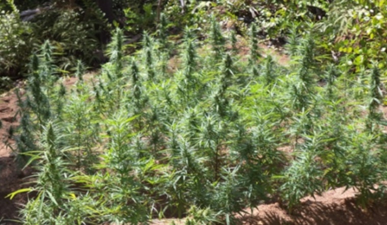Minnesota Student Survey Finds Teen Cannabis Use Dropped