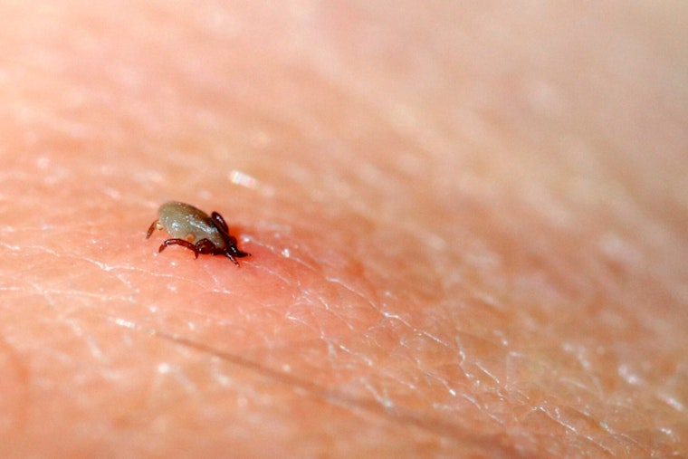 MIT Clinician’s DIY Tick Test Races Lyme Season In Boston Backyards
