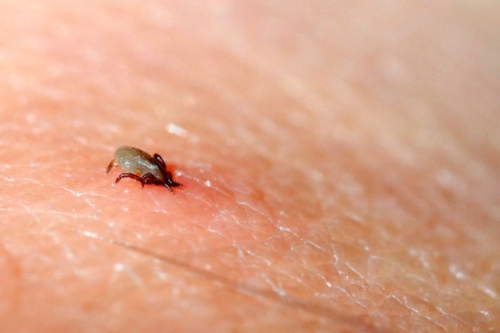 MIT Clinician’s DIY Tick Test Races Lyme Season In Boston Backyards