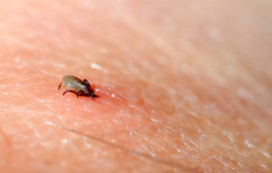 MIT Clinician’s DIY Tick Test Races Lyme Season In Boston Backyards