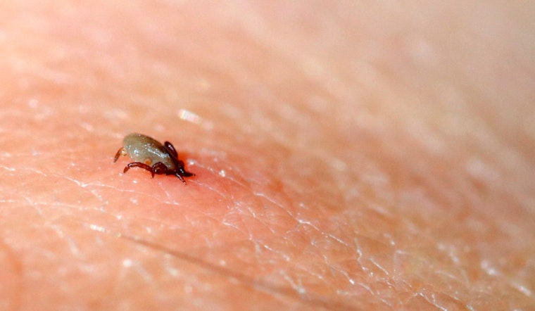 MIT Clinician’s DIY Tick Test Races Lyme Season In Boston Backyards