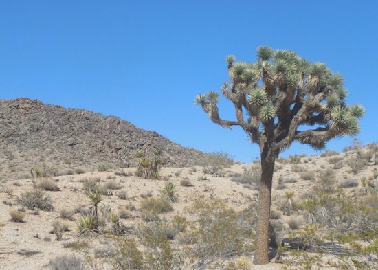 Mojave Joshua Trees Decline As Scientists Test Fungi