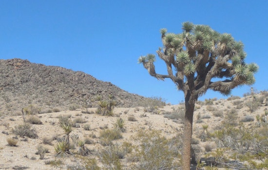 Mojave Joshua Trees Decline As Scientists Test Fungi