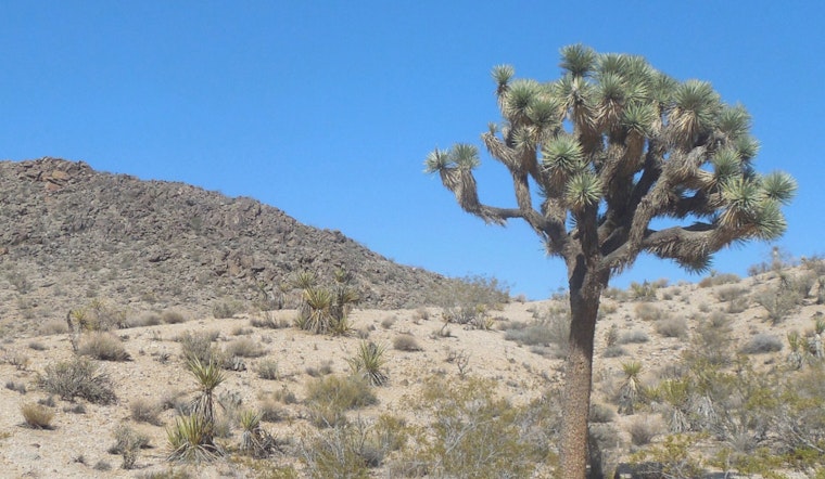 Mojave Joshua Trees Decline As Scientists Test Fungi