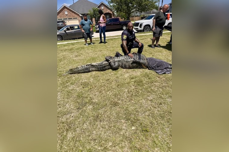 Monster Gator On The Green as 11-Foot Beast Snagged In Fort Bend Suburb