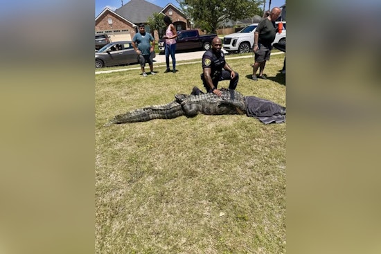Monster Gator On The Green as 11-Foot Beast Snagged In Fort Bend Suburb
