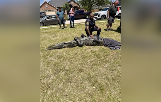 Monster Gator On The Green as 11-Foot Beast Snagged In Fort Bend Suburb