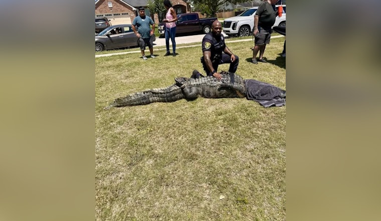 Monster Gator On The Green as 11-Foot Beast Snagged In Fort Bend Suburb