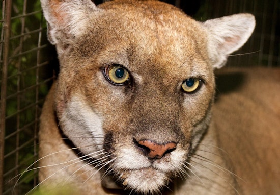 Mountain Lion Spotted Near Montana Ave In Santa Monica