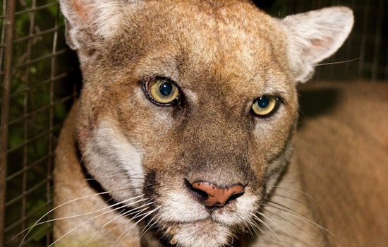 Mountain Lion Spotted Near Montana Ave In Santa Monica