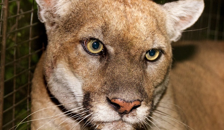Mountain Lion Spotted Near Montana Ave In Santa Monica