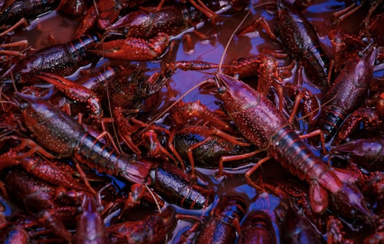 Mr. Shrimp Lights Up Marrero With Late-Night Crawfish Boils