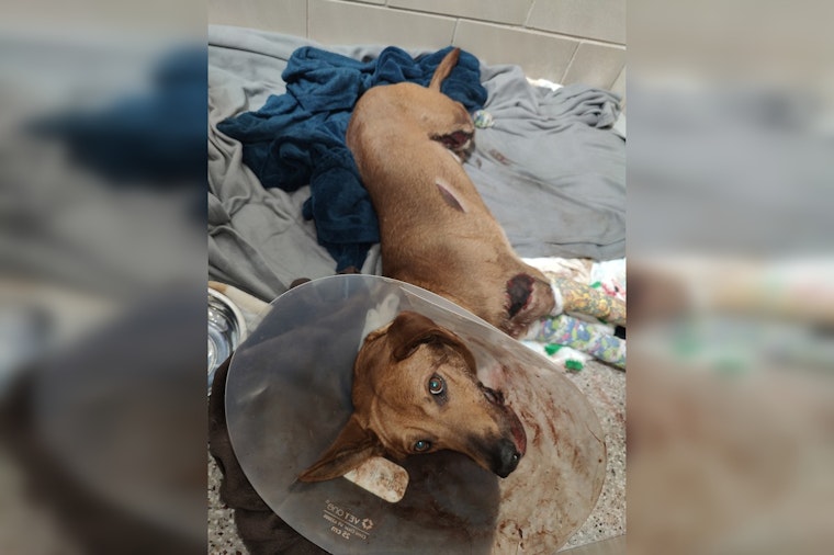 Murfreesboro Deputies Seek Truck After Dog Dragged