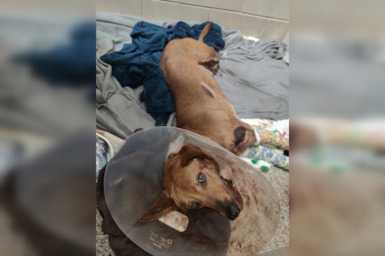 Murfreesboro Deputies Seek Truck After Dog Dragged