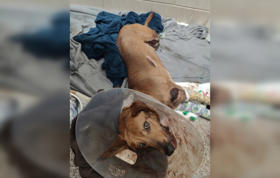 Murfreesboro Deputies Seek Truck After Dog Dragged