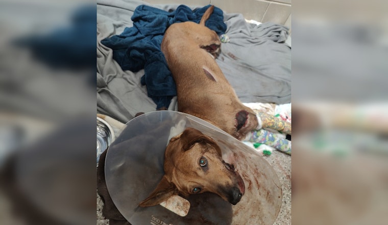 Murfreesboro Deputies Seek Truck After Dog Dragged