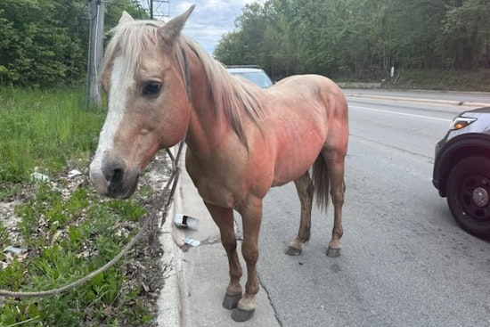 Mystery Horse Trots Through Park Forest As Cops Hunt For Owner