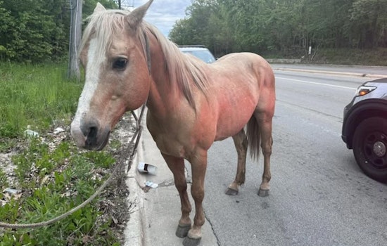 Mystery Horse Trots Through Park Forest As Cops Hunt For Owner