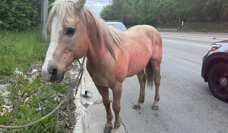 Mystery Horse Trots Through Park Forest As Cops Hunt For Owner