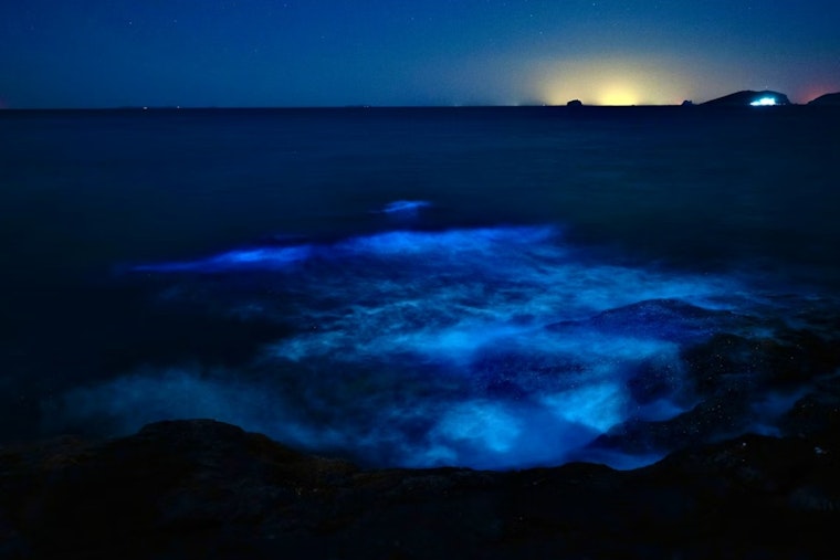 Mystery Purple Surf Stuns Point Reyes Beachgoers