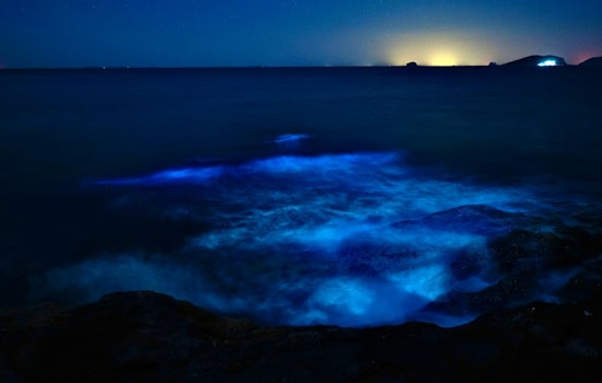 Mystery Purple Surf Stuns Point Reyes Beachgoers