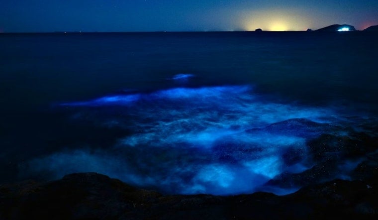 Mystery Purple Surf Stuns Point Reyes Beachgoers