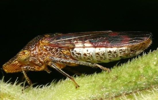 Napa Sounds Alarm as Costco Grapevines May Harbor Killer Pest